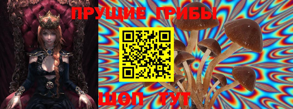 Ачхой-Мартан  Псилоцибиновые грибы Magic Shrooms  Вход с VPN 